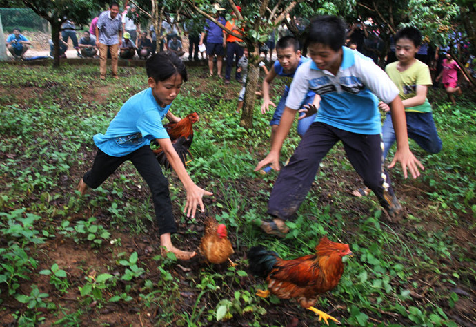 深圳乐水生态园野炊系列:果园抓鸡